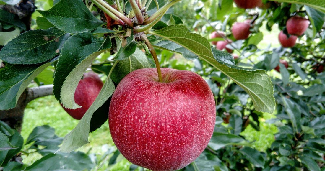 Growing Fruit – fresh fruit from your garden, allotment or patio gives lasting rewards