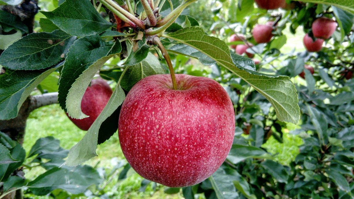 Growing Fruit – fresh fruit from your garden, allotment or patio gives lasting rewards