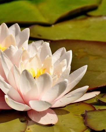 A Guide to Pond Plants