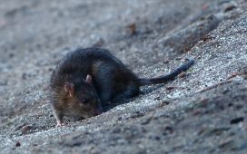 Rodents: your number one enemy in the house