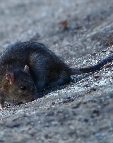 Rodents: your number one enemy in the house