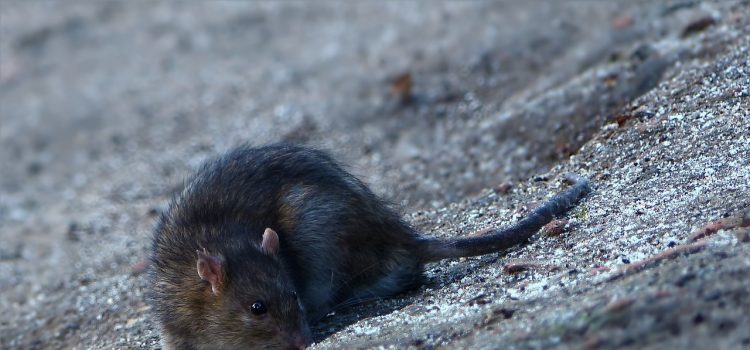Rodents: your number one enemy in the house