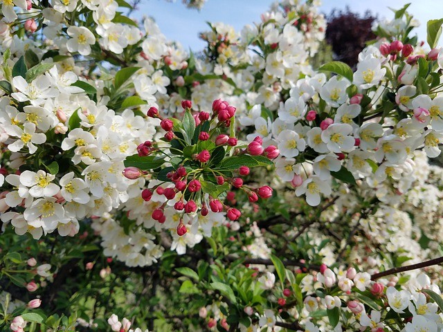 flowers-crabapple-blossom-tree