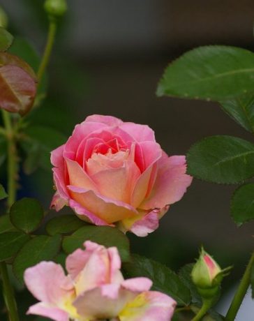 How pruning improves roses