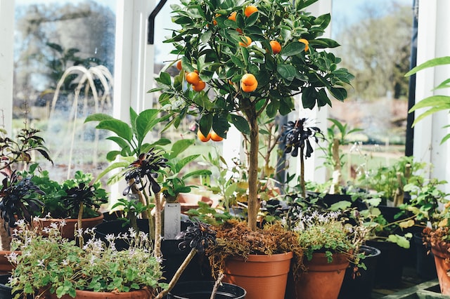 orange tree in a pot