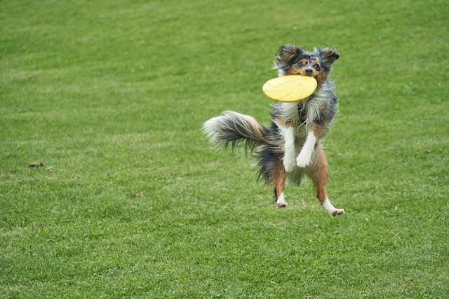 a dog in a jump catches a frisbee