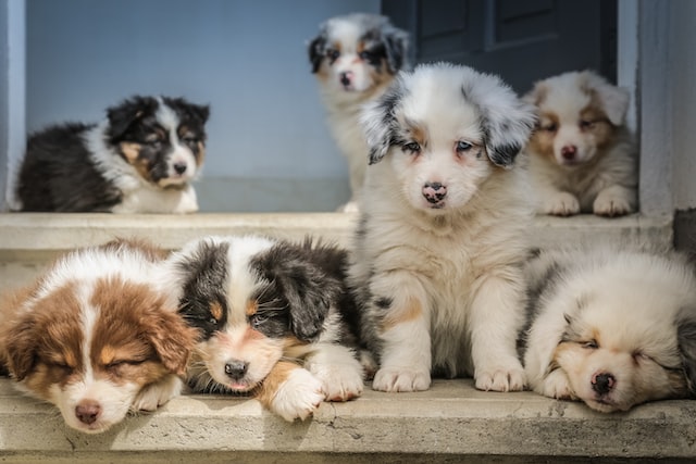 australian-shepherd-puppies