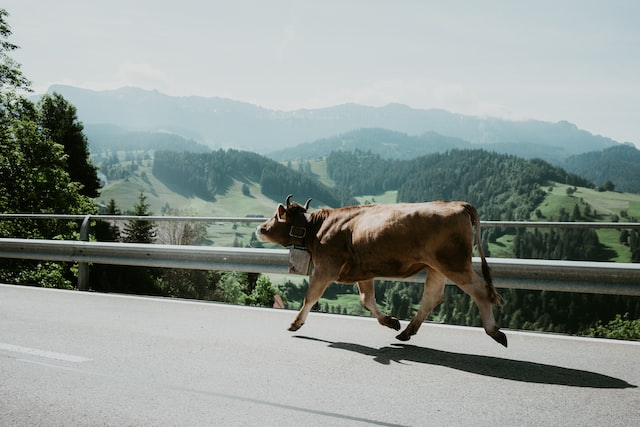 Happy cow heading to the alpine pastures, Eriz, Switzerland