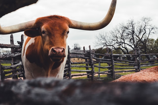 Texas Longhorn in the Pen