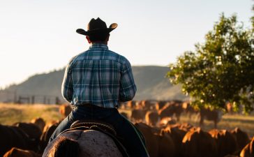 a cowboy on a horse drives cows