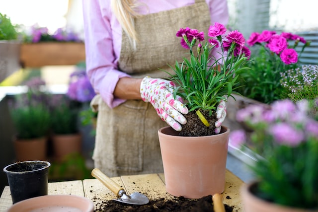 girl transplanting a flower into a pot