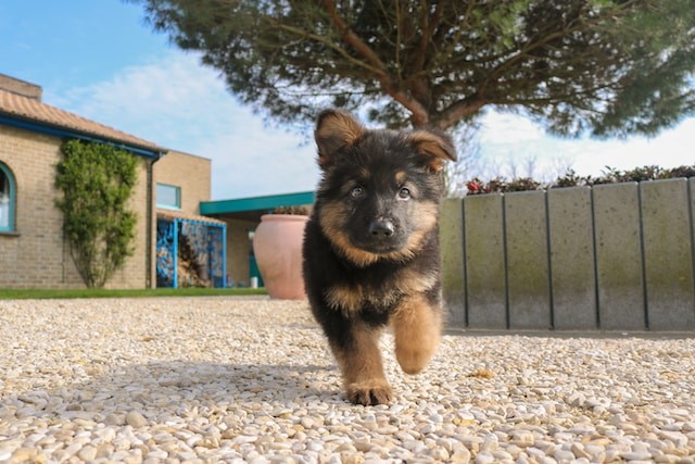 german shepherd puppy