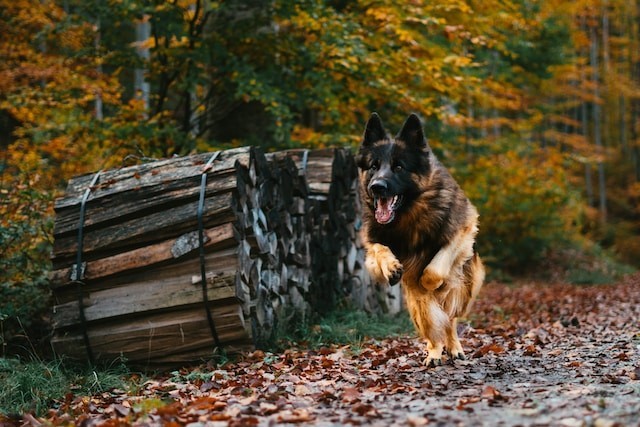 training german shepherd