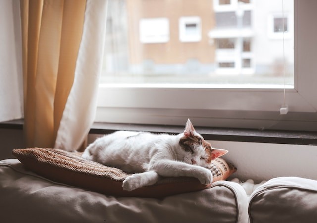 cat sleeping in couch