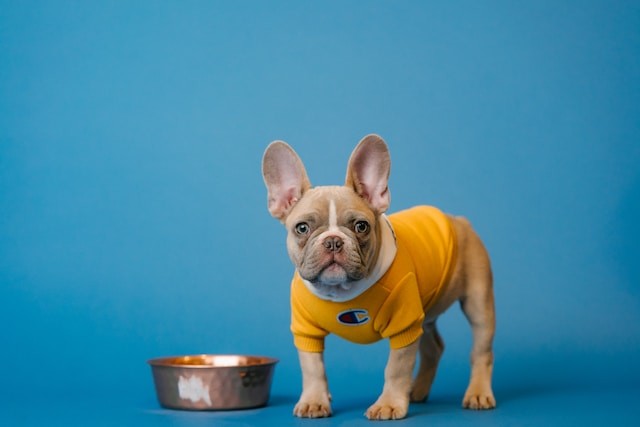 dog near the bowl