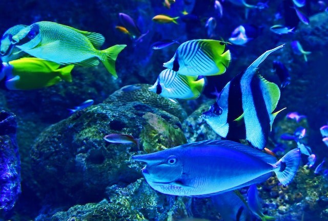 fish in aquarium