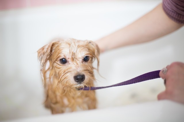 dog in bath