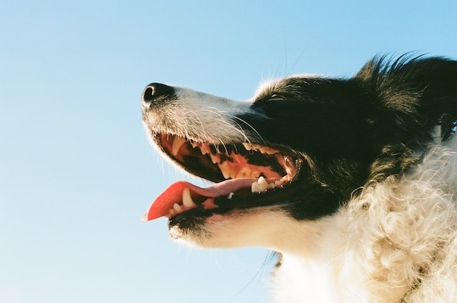 dogs teeth