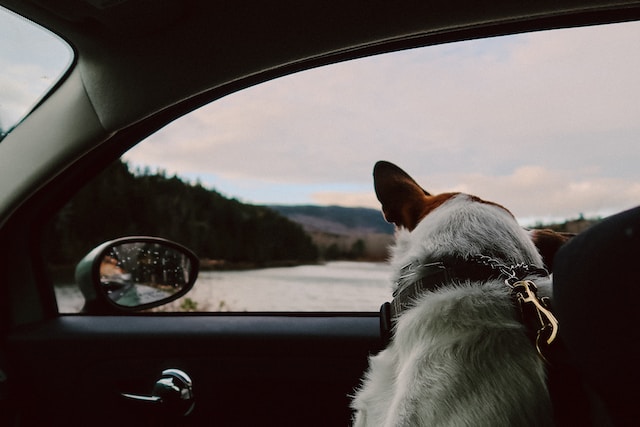 dog travelling