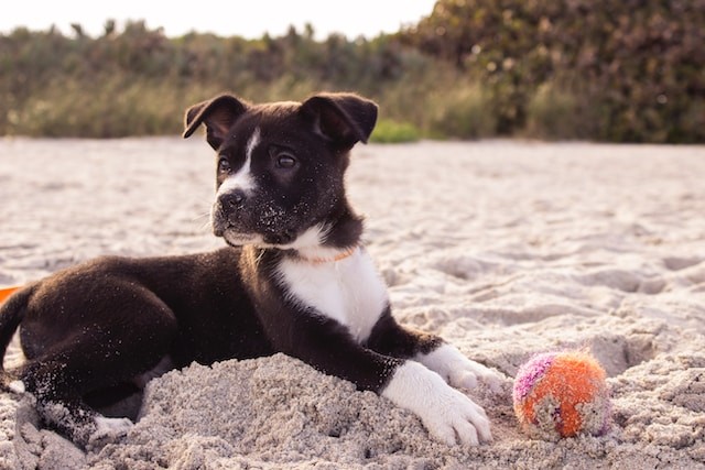 pet on beach