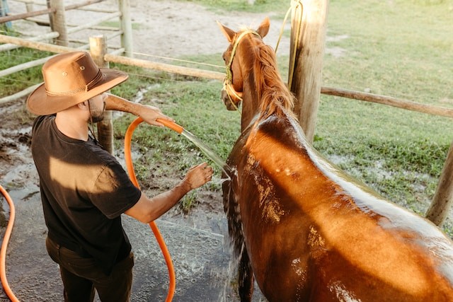 person washing the horse