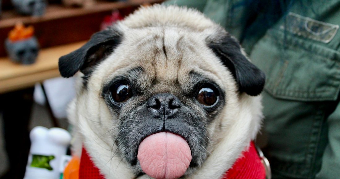 adult fawn pug with scarf