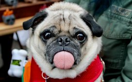 adult fawn pug with scarf