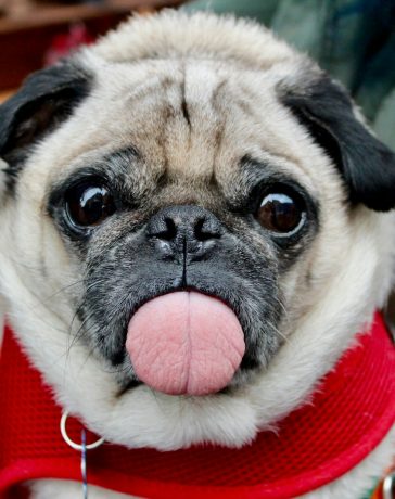 adult fawn pug with scarf